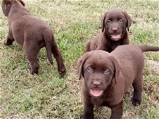 Schitterende  labrador pups