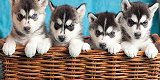 siberische husky pups - 0 - Thumbnail