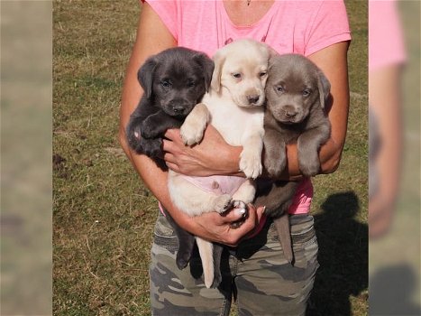 Chocoladebruine,wit, grijs en zwart labrador pups - 0