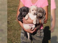 Chocoladebruine,wit, grijs en zwart labrador pups