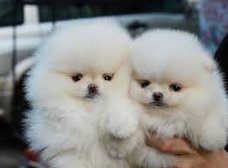 PRACHTIGE SPITZ POMERANIAN TEDDY-TYPE PUPPIES TE KOOP