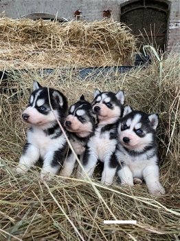 Super schattige husky pups - 0