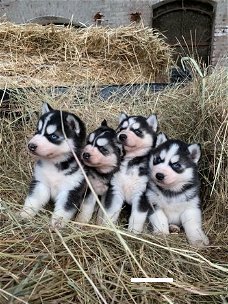 Super schattige husky pups