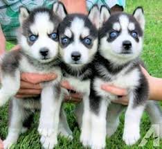 Husky pupjes te koop! - nr. 1
