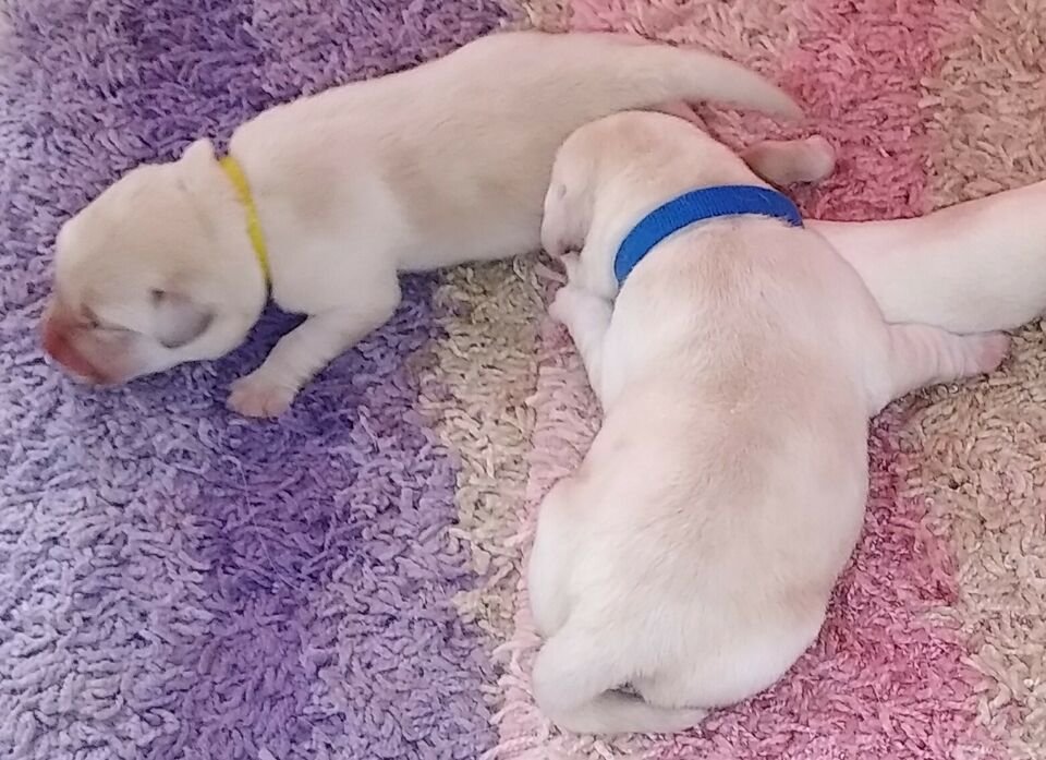 Labrador Retriever Puppies te koop - nr. 1