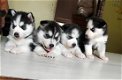 Siberische Husky-puppy's met hele mooie blauwe ogen klaar om te gaan. - 0 - Thumbnail