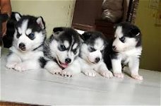 Siberische Husky-puppy's met hele mooie blauwe ogen klaar om te gaan.
