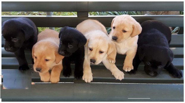 Mooie zwarte en beige Labrador pups. - 0