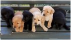 Mooie zwarte en beige Labrador pups. - 0 - Thumbnail