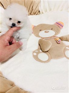 pomeranian  Pups