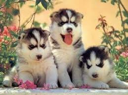 Husky pups met blauwe ogen - 0