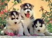 Husky pups met blauwe ogen - 0 - Thumbnail