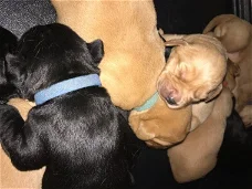  labrador pups beschikbaar