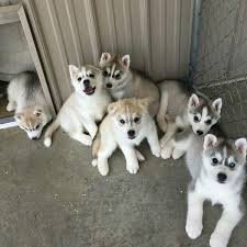 Husky pups