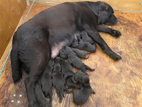 Labrador pups te koop. - 0