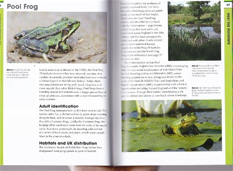 Frogs and toads - 2