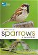 Sparrows - 0 - Thumbnail