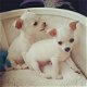 Goed getrainde chihuahua-puppy's - 0 - Thumbnail