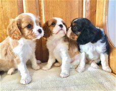 Cavalier king charlse puppy
