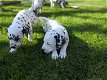 Dalmatische puppy's. - 0 - Thumbnail