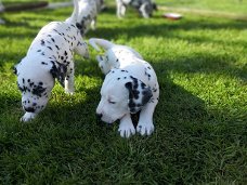 Dalmatische puppy's.