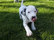 Dalmatische puppy's. - 1 - Thumbnail