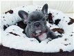 Franse bulldog - 1 - Thumbnail