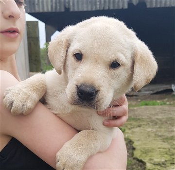 Mooie vosrode Labradors. - 0