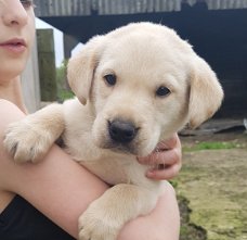 Mooie vosrode Labradors.