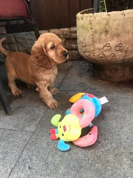 cockerpoo puppy - 1