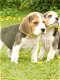 Beagle puppy's - 0 - Thumbnail