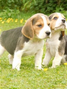 Beagle puppy's