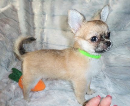 Chihuahua pups - 1