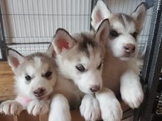 Siberische Husky Pups