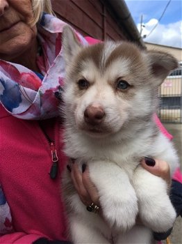 Siberische Husky Pups - 1