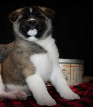 Knappe mannelijke Akita-puppy beschikbaar - 0