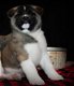 Knappe mannelijke Akita-puppy beschikbaar - 0 - Thumbnail