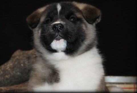 Knappe mannelijke Akita-puppy beschikbaar - 1