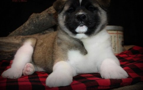 Knappe mannelijke Akita-puppy beschikbaar - 2