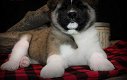 Knappe mannelijke Akita-puppy beschikbaar - 2 - Thumbnail
