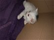 Prachtige Kittens Turkse Angora Brits blauw - 3 - Thumbnail