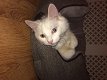Prachtige Kittens Turkse Angora Brits blauw - 4 - Thumbnail
