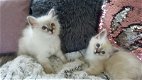 Twee raszuivere Birmaan-kittens - 0 - Thumbnail