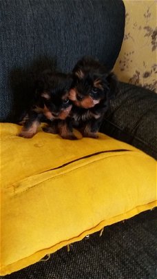 Yorkie pups met stamboom