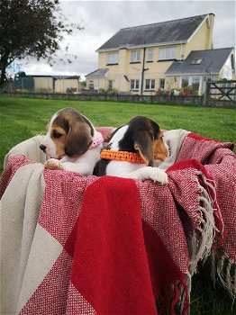 Schöne Beagle-Welpen erhältlich - 0