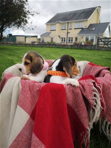 Schöne Beagle-Welpen erhältlich