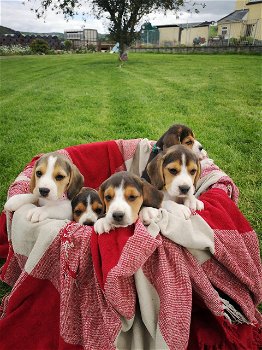 Schöne Beagle-Welpen erhältlich - 1