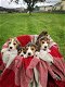 Schöne Beagle-Welpen erhältlich - 1 - Thumbnail
