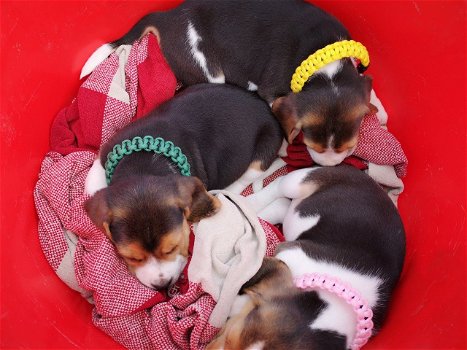 Schöne Beagle-Welpen erhältlich - 2