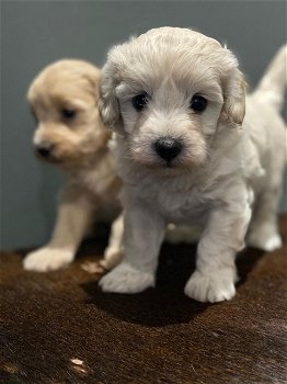 Maltipoo Welpen - 1